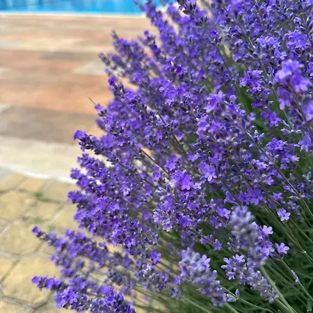 Apartamento Panteli House Aheloy